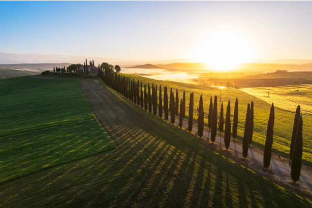 Italian Cypress Trees: A Smart Solution for Low-Maintenance Yards