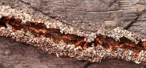 Termite Control in Lahore | Complete Guide for Long-Term Property Protection