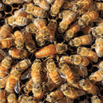 bee for sale