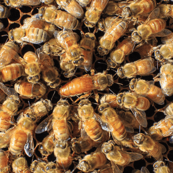 bee for sale