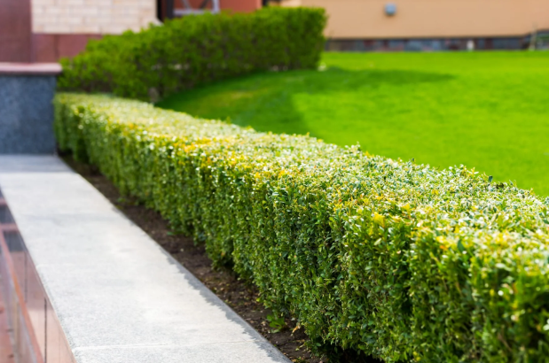 Guide: Benefits of Using Privacy Hedge Plants in Your Landscape