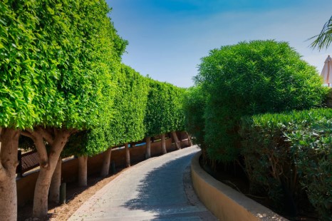Ficus Nitida
