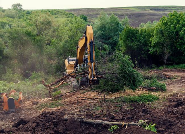 Vegetation Clearance Blackpool